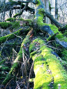 Green forest log