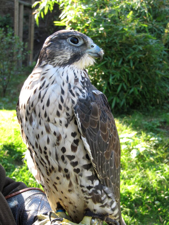 Bird of prey animal nature