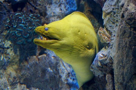 Yellow head moraine moraine fish