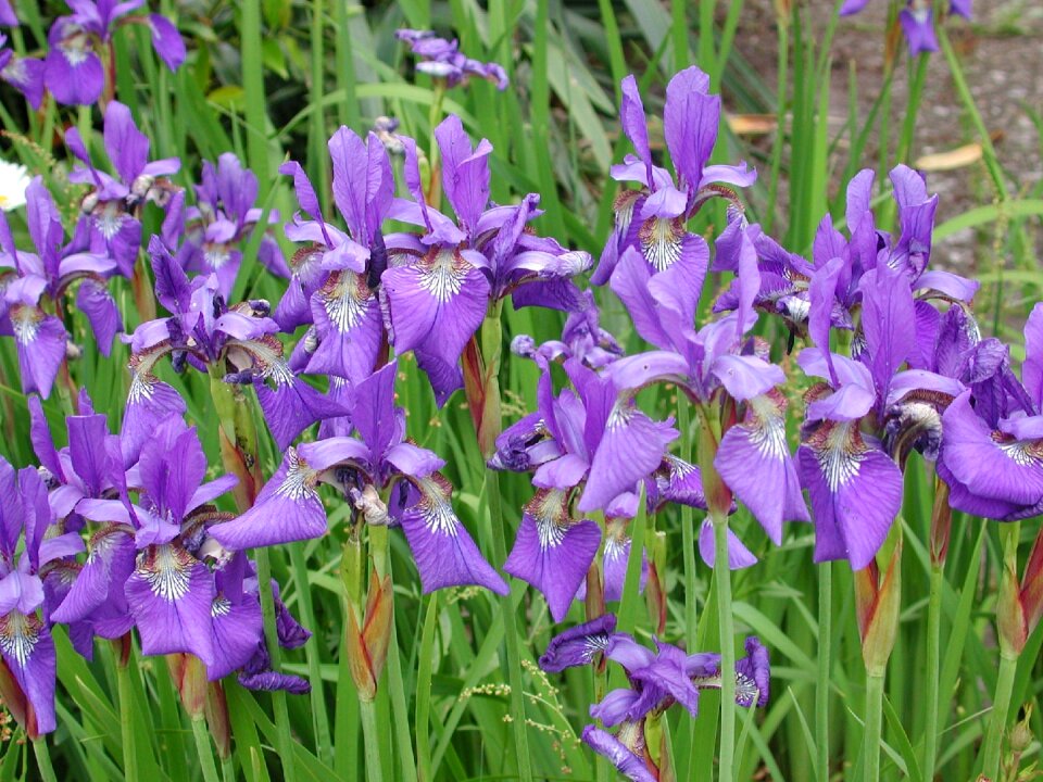 Nature purple plant