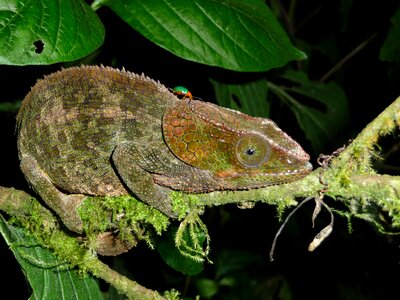 Madagascar forest animal