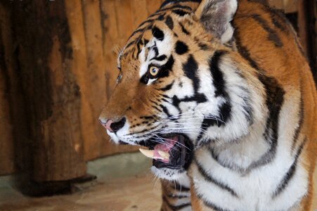 Big cat close up dangerous
