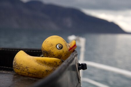 Duck arctic sea