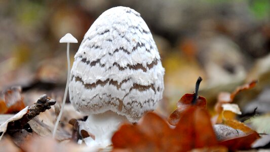 Company white autumn