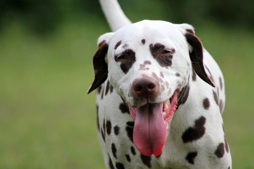 Dalmatians dog pet
