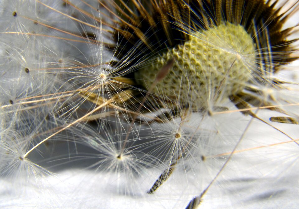 Dandelions fluff green