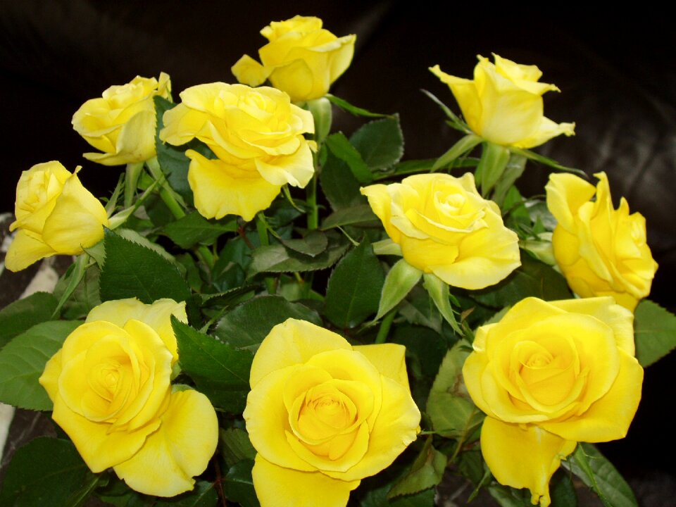 Flowers rose yellow