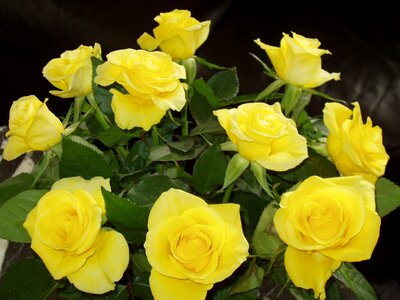 Flowers rose yellow photo