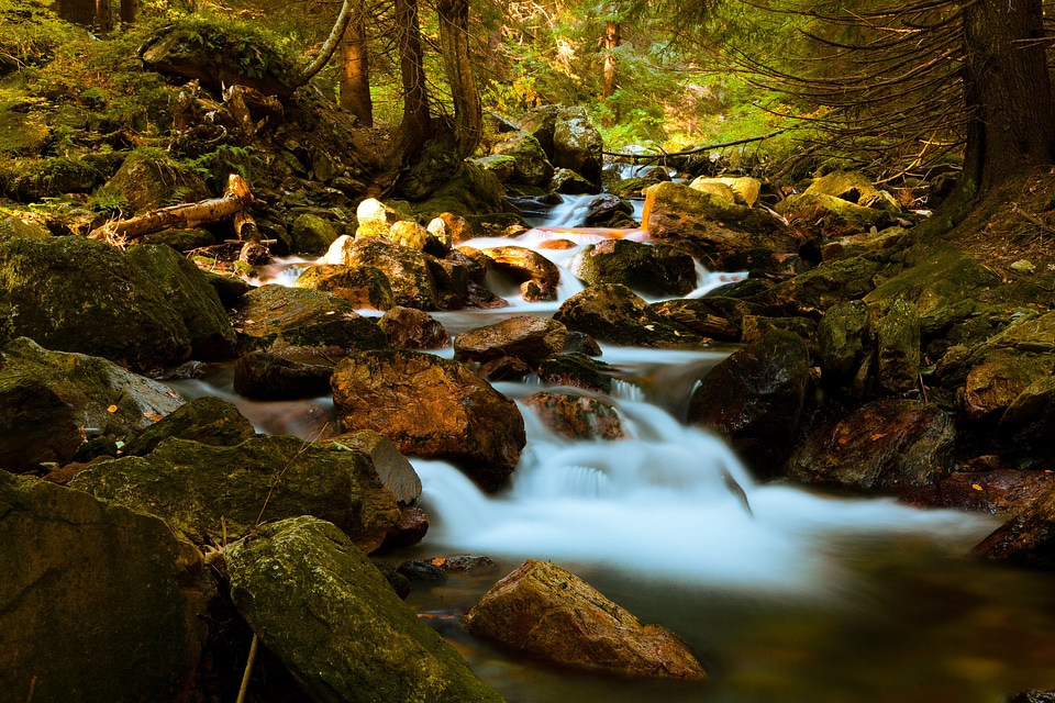 Fall forest landscape