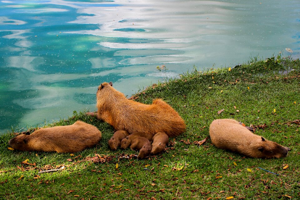 Lake family animals