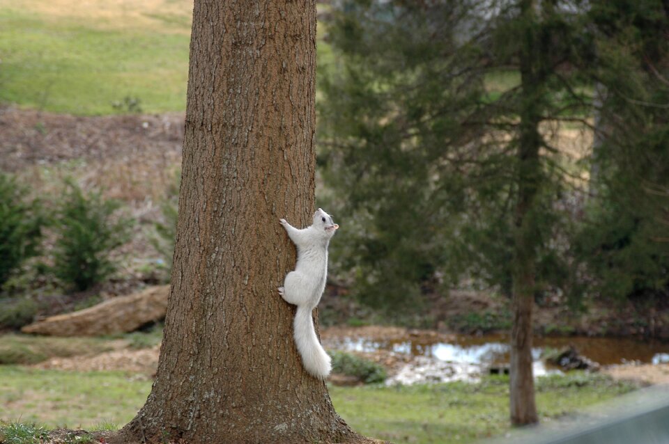 Climbing tree outdoors
