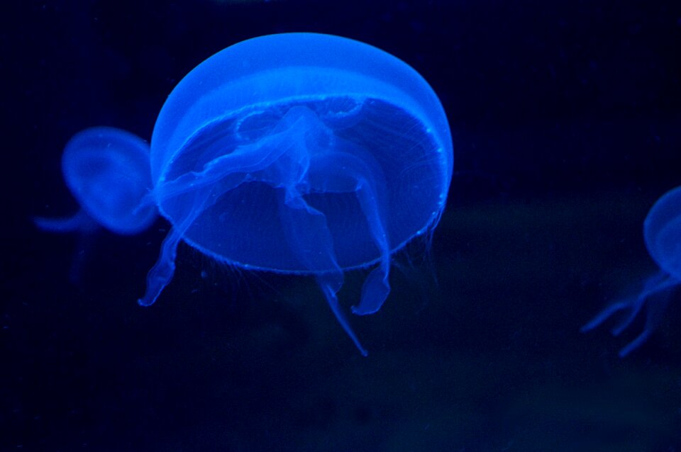 Schirmqualle moon coelenterate