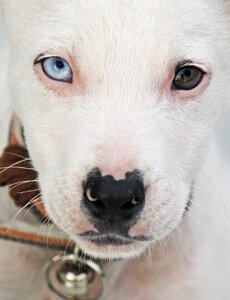 Puppy bell head
