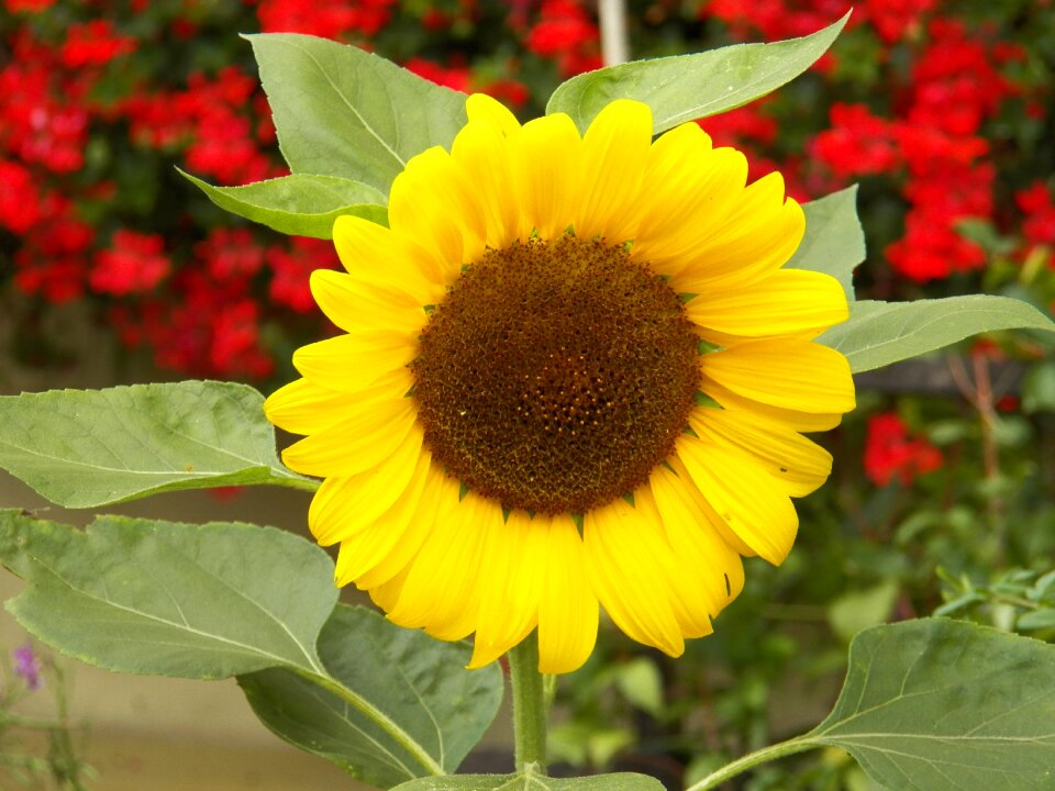 Yellow blossom bloom