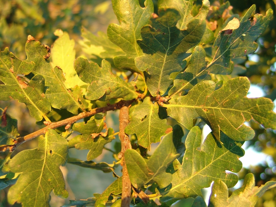 Oak leaves acorns leaves