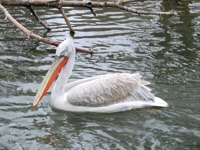 Bird nature swim