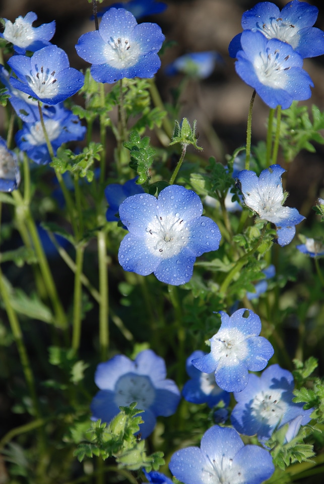 Anemones leaf nature