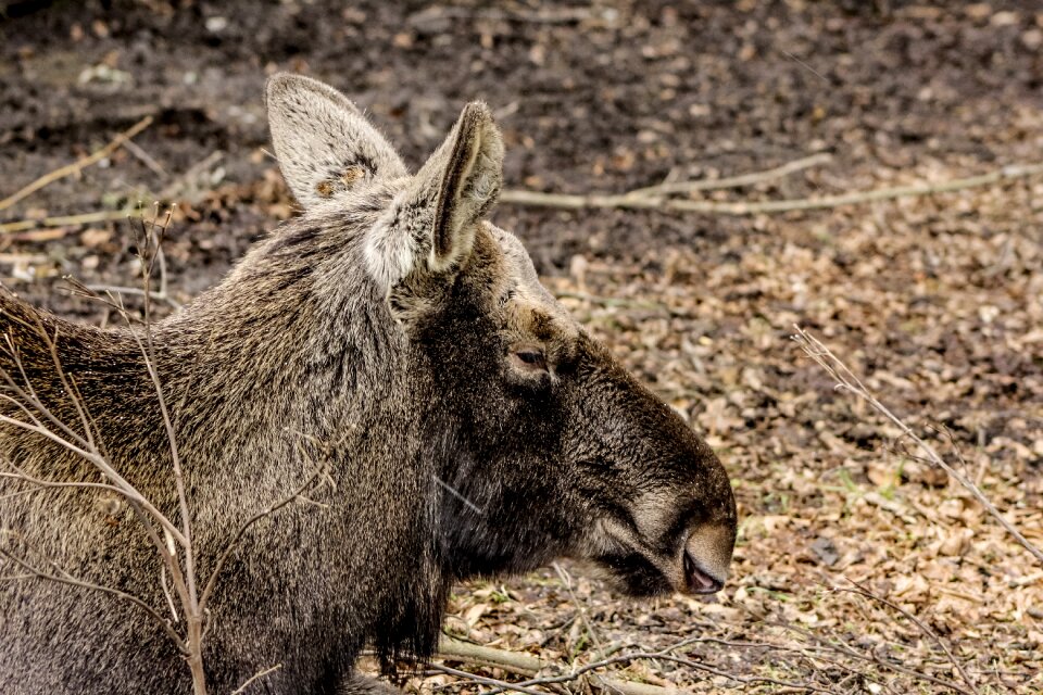 Moose demonstration reserve białowieża