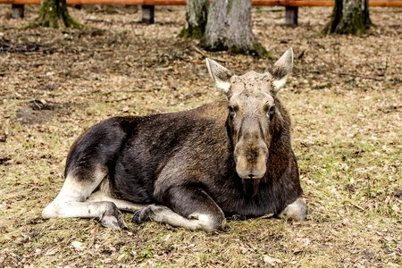 Moose demonstration reserve białowieża