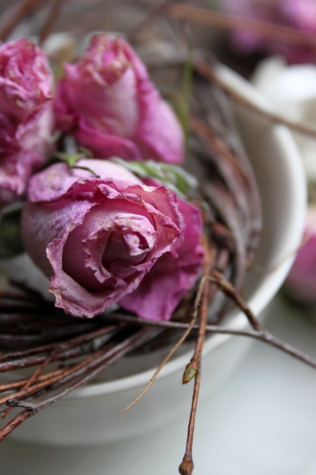 Dried cup of branches