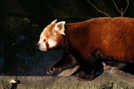 Panda bear predator endangered
