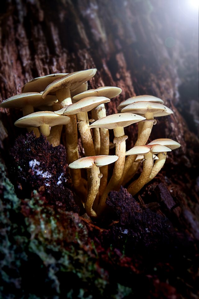 Tree fungus mushrooms on tree tribe