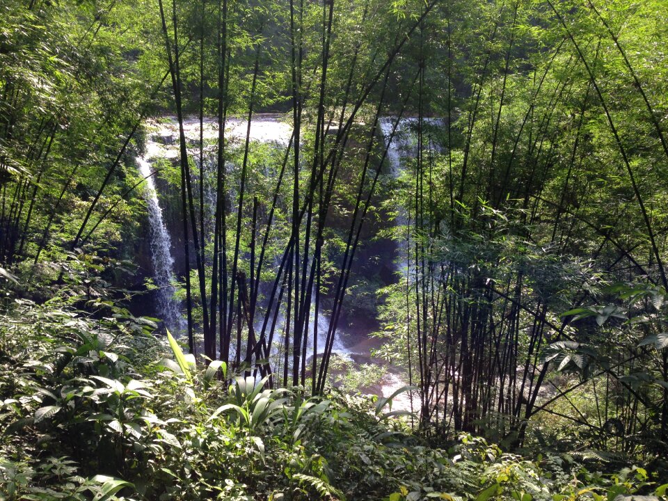 Chishui falls bamboo