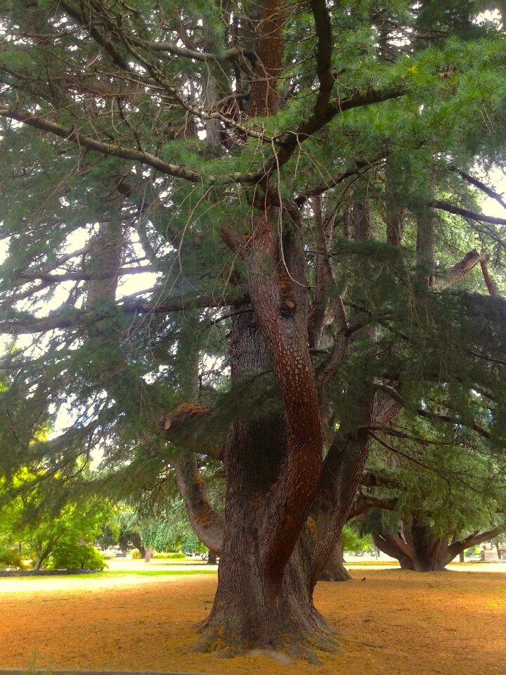 Nature season green