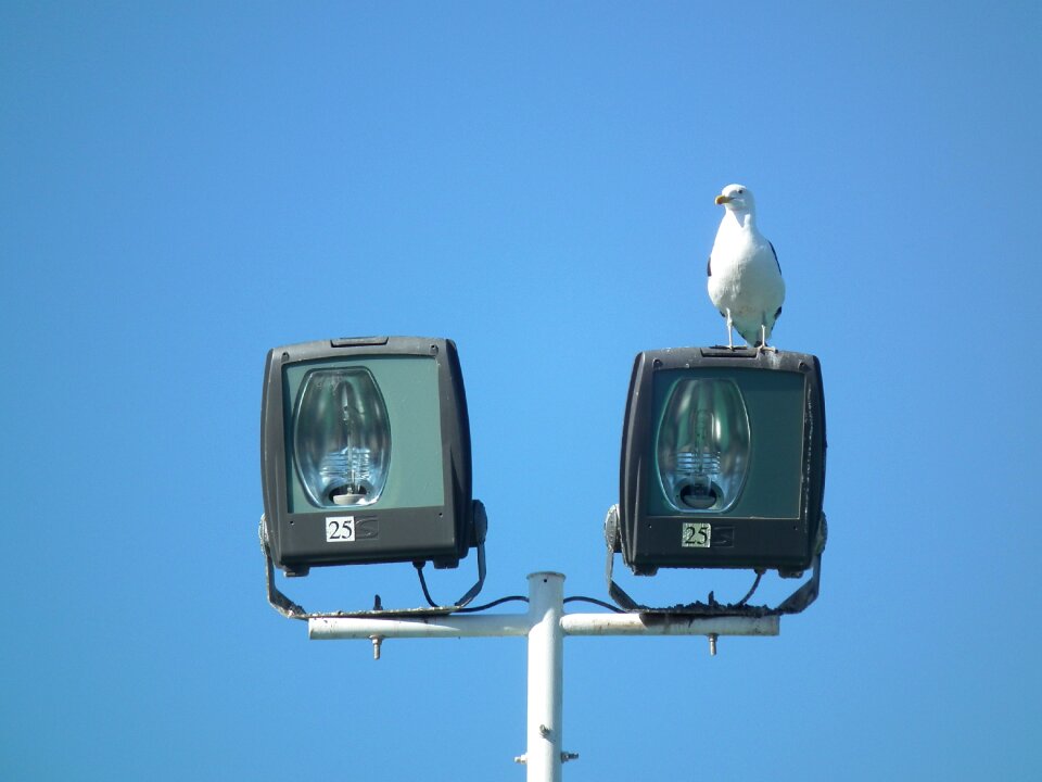 Ave animals seagulls
