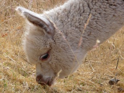 Lama animal nature