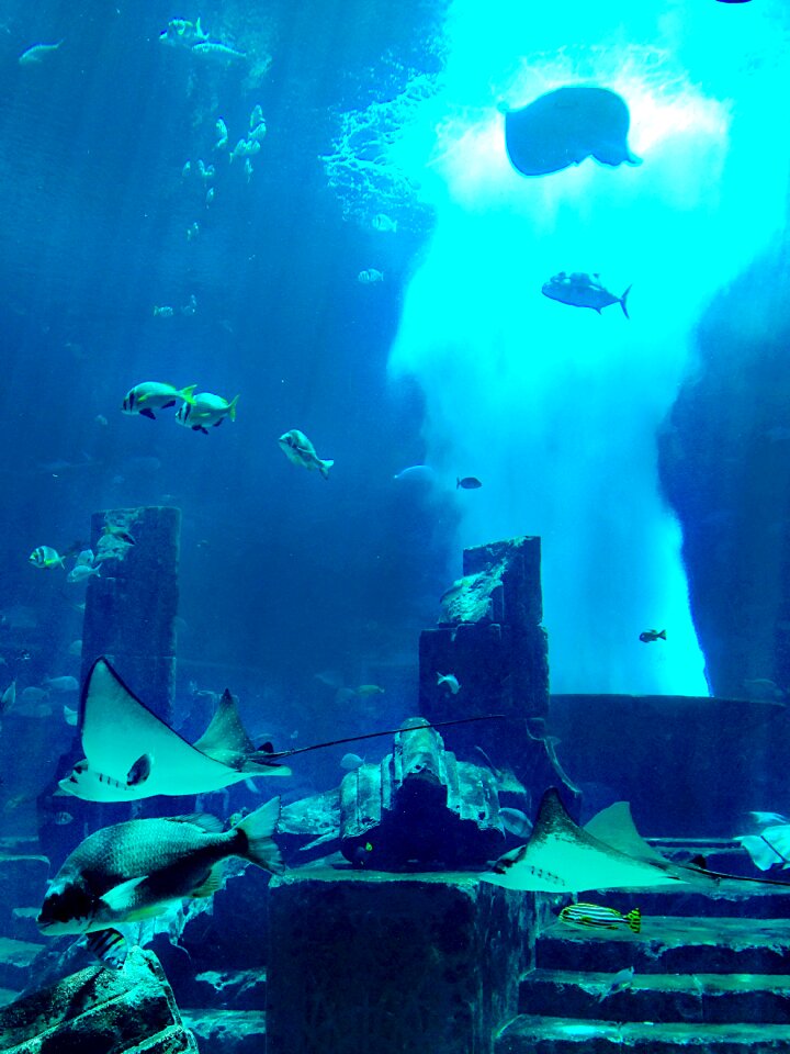 Coral manta