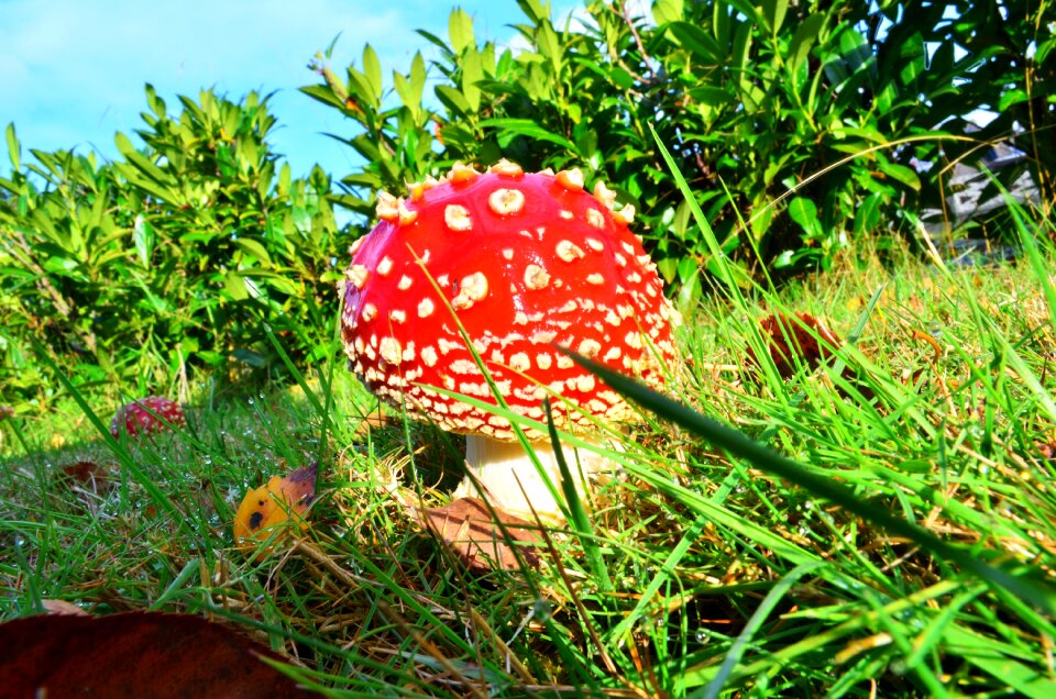 Fly agaric garden sun