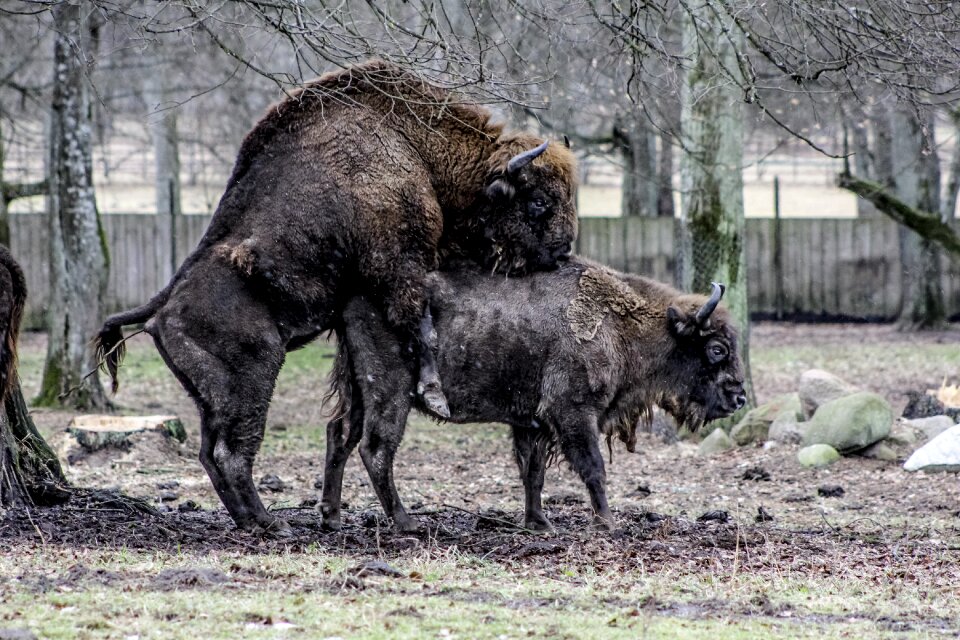 Lowland wisent reproduction coating
