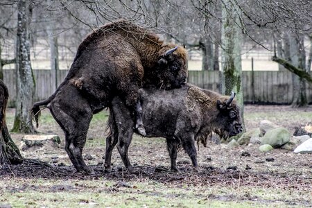 Lowland wisent reproduction coating