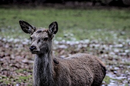 A female deer demonstration reserve białowieża