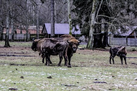 Bison demonstration reserve lowland wisent