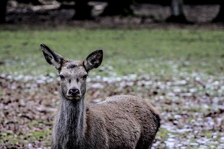 Doe a female deer demonstration reserve