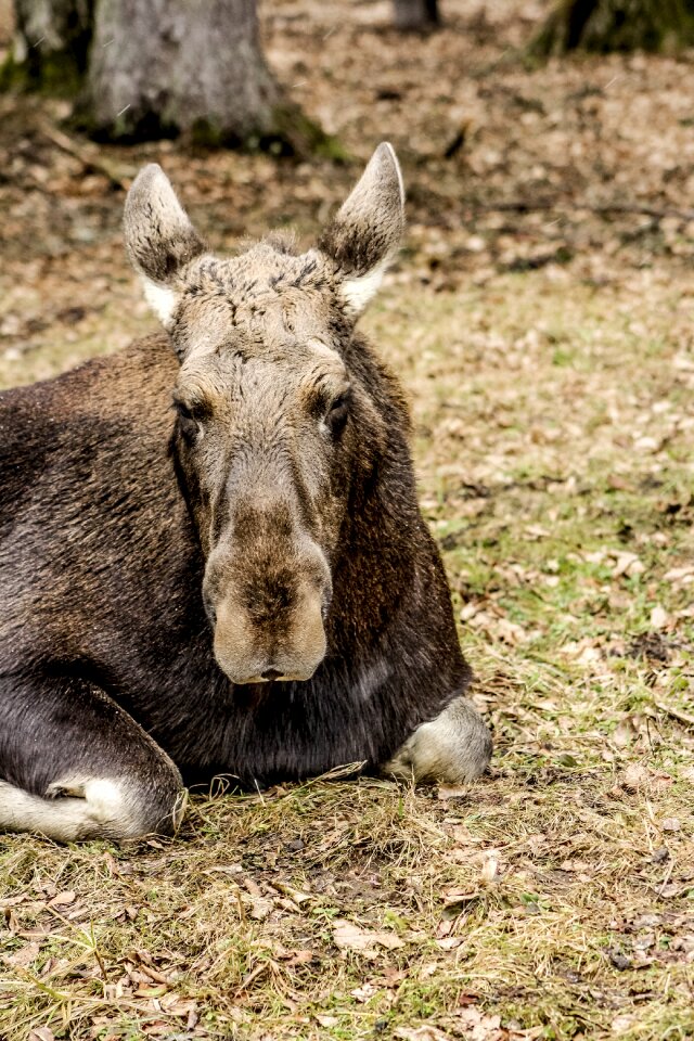 Moose demonstration reserve białowieża
