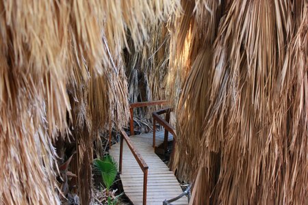 The path footbridge palm trees