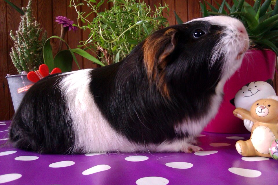 Smooth hair nager rodent