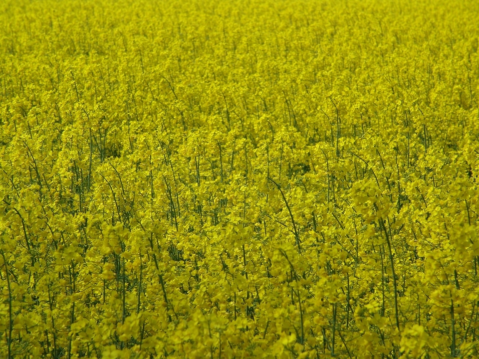 Oilseed rape yellow fields