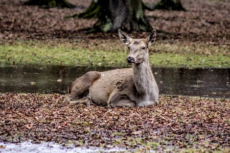 Doe poland demonstration reserve