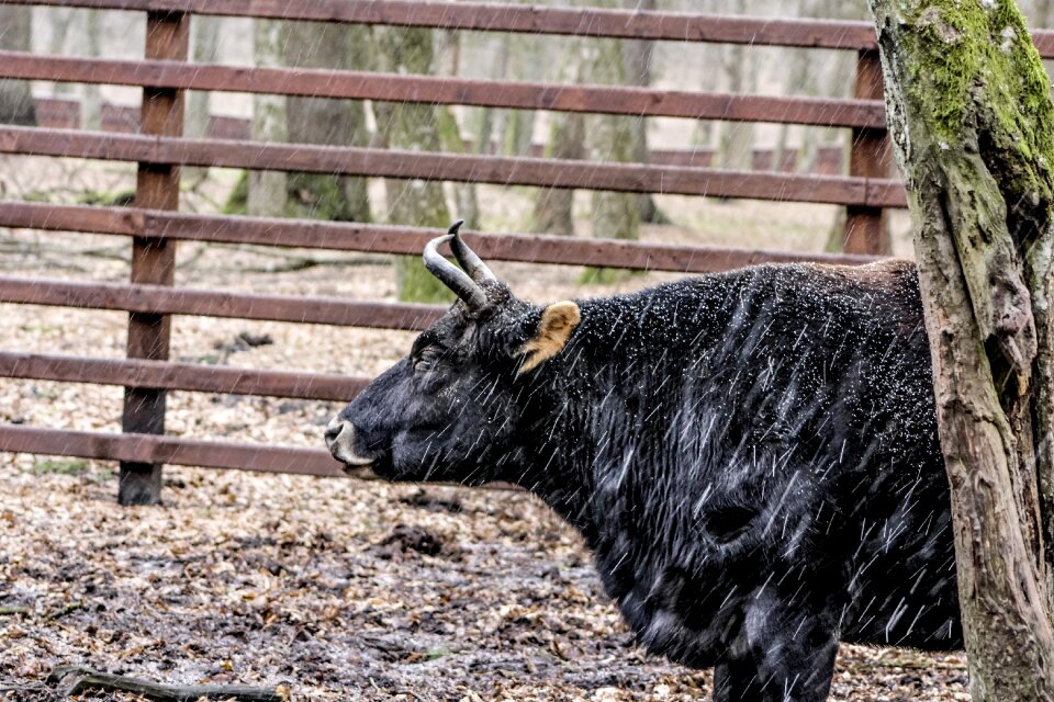 A zubron białowieża demonstration reserve
