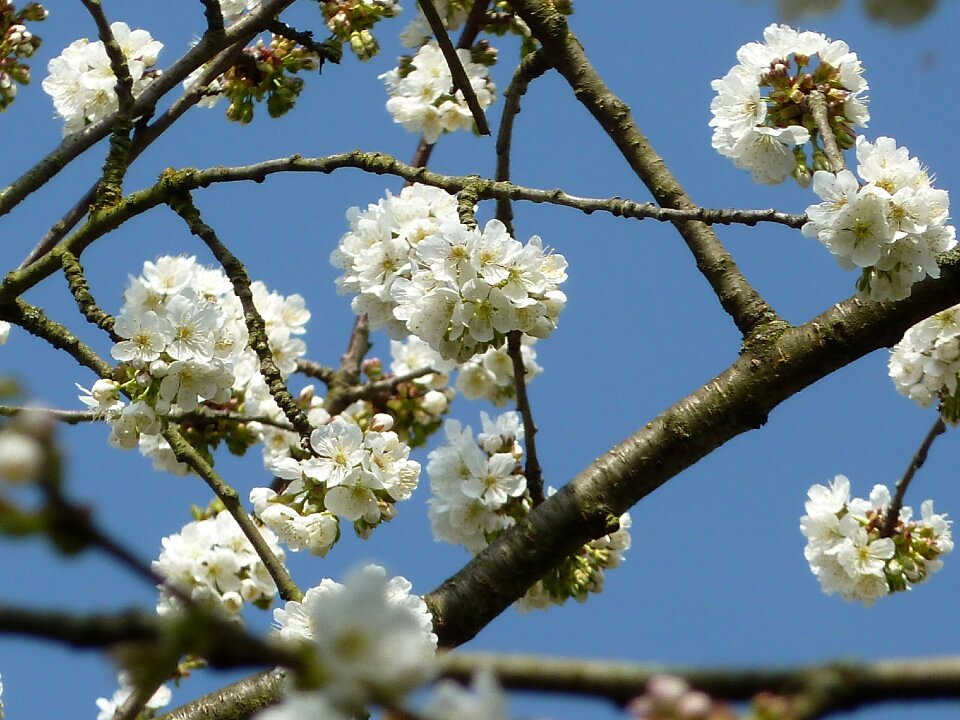 Bloom garden nature