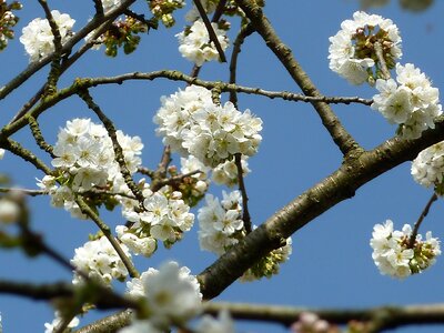 Bloom garden nature
