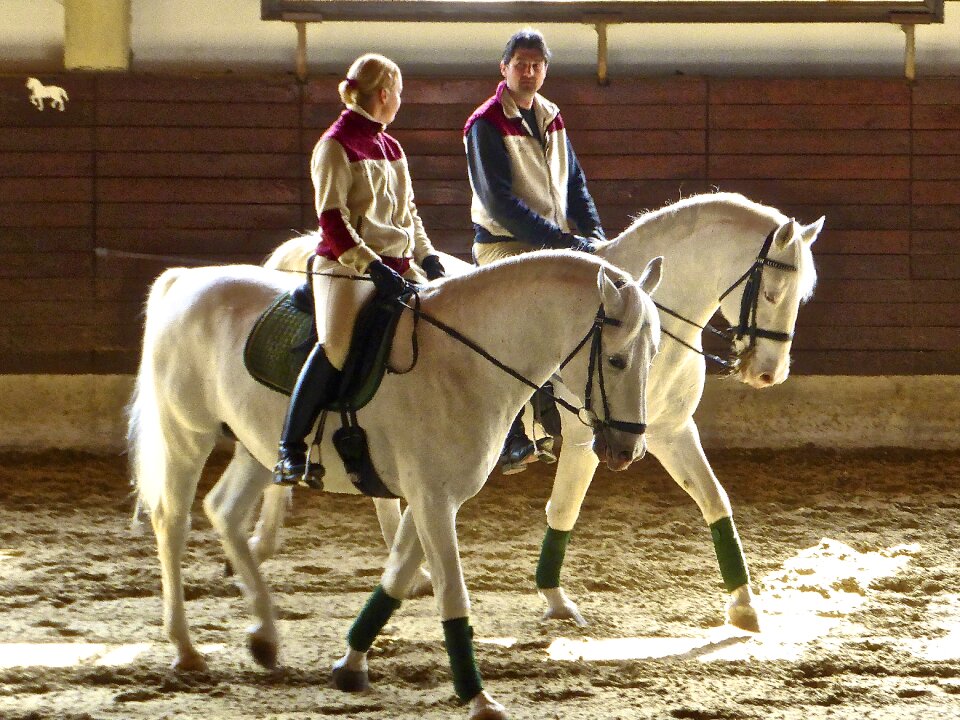 Together friendship equine