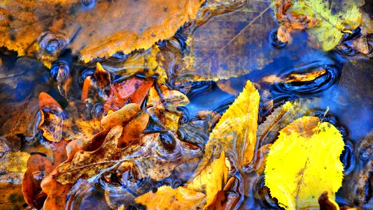 Autumn yellow leaves