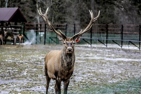Horns antlers demonstration reserve