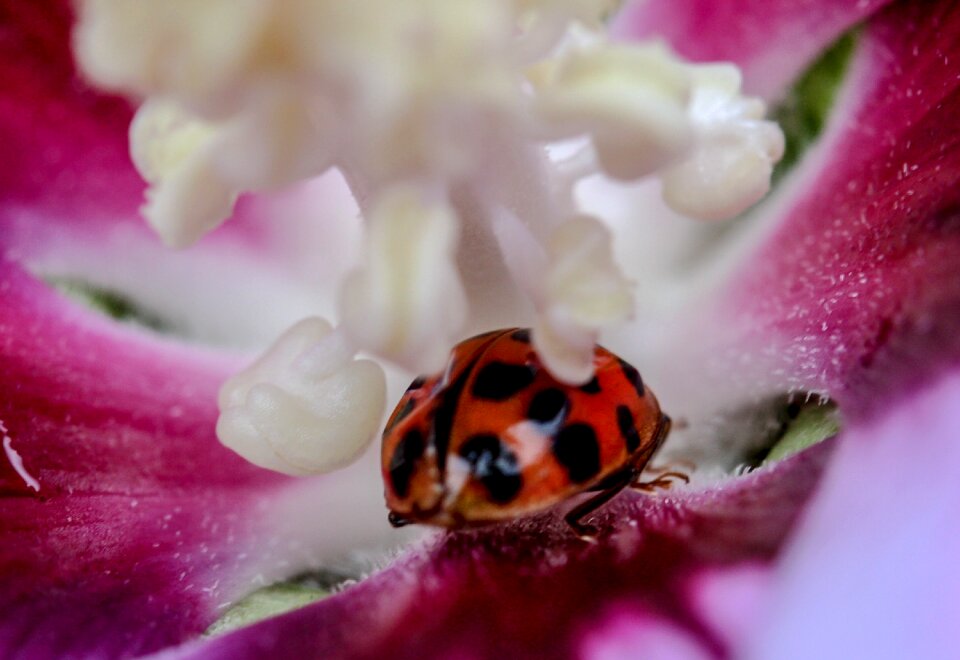 Ladybug macro close up