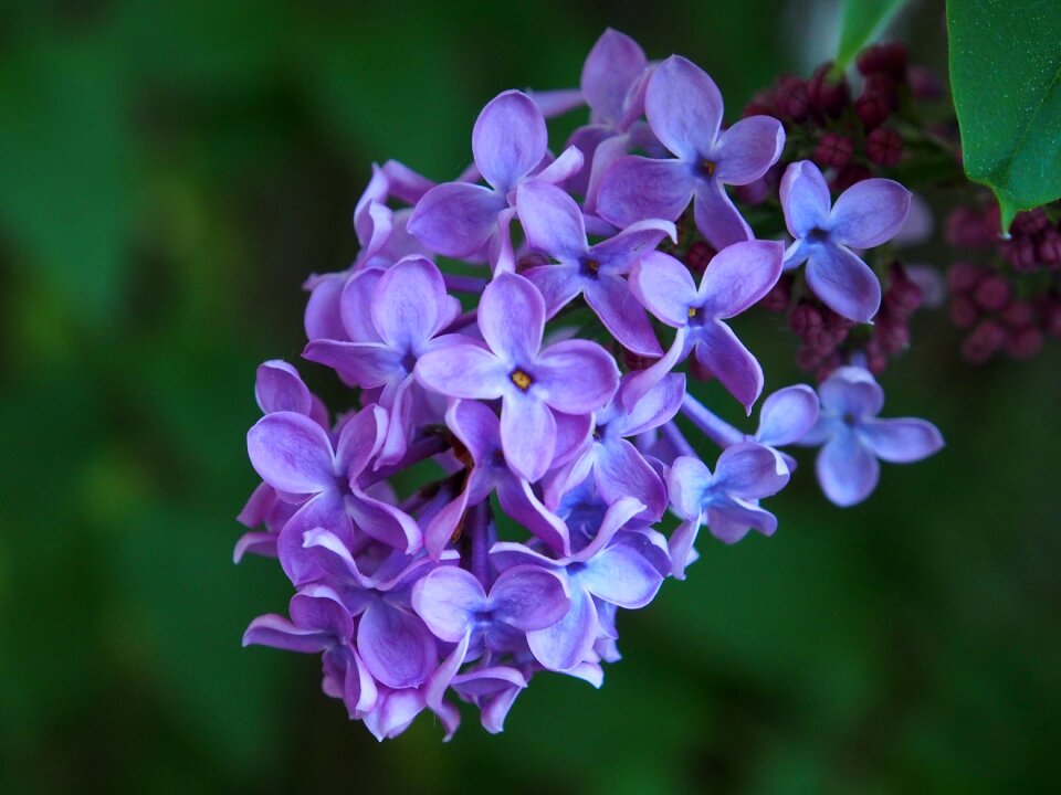 Pink violet bloom